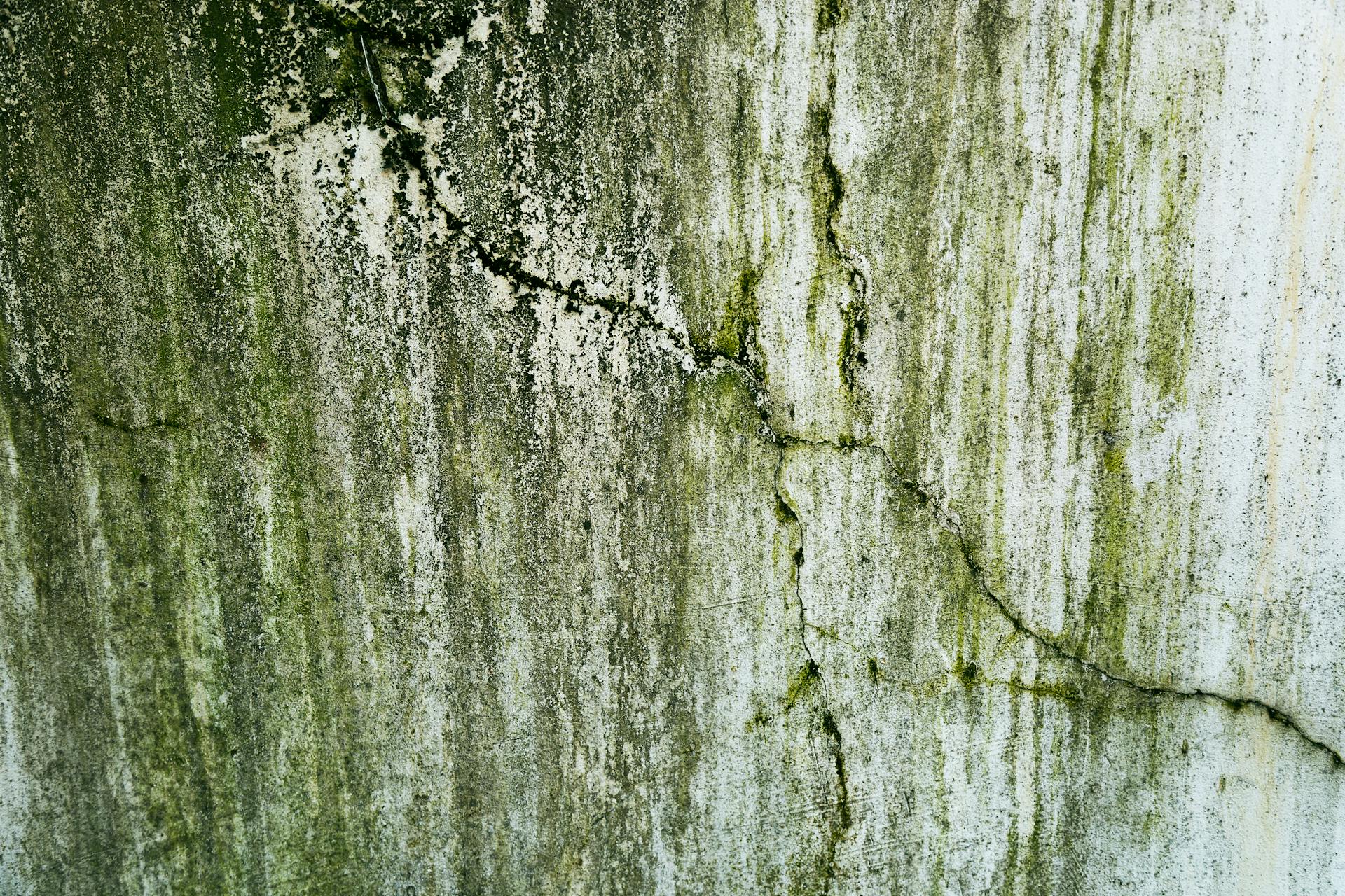 mold